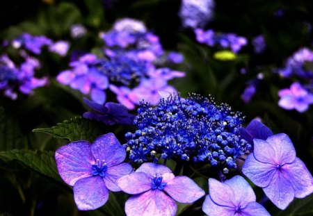 Purple and blue petals - flowers, blooms, purple, blue