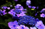 Purple and blue petals