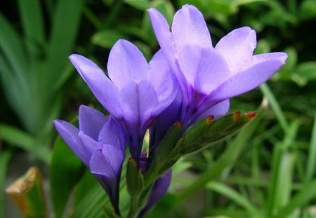 Beautiful flowers - flowers, blooms, purple, petals