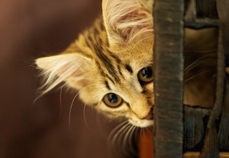 IS IT SAFE YET - CUTE, KITTEN, ADORABLE, LOOKING