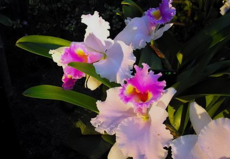 Beautiful flowers - flower, pink, petals, blooms, leaves