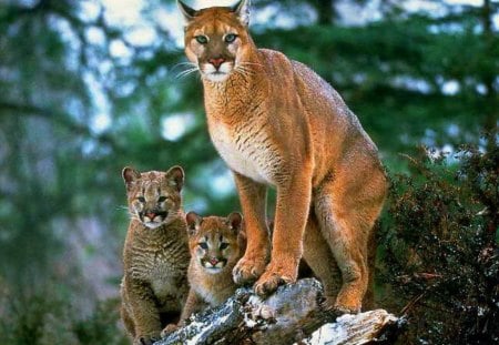 Standing guard - protection, cubs, mountain lion, affection, family, hunter