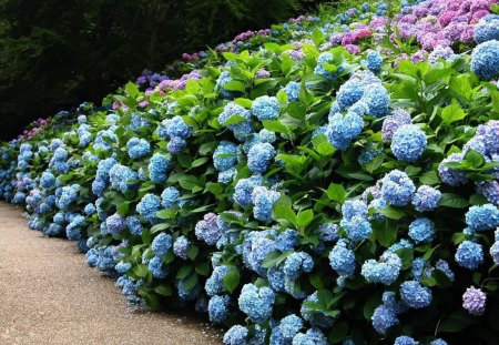 Flower garden - garden, pink, flowers, blooms, blue