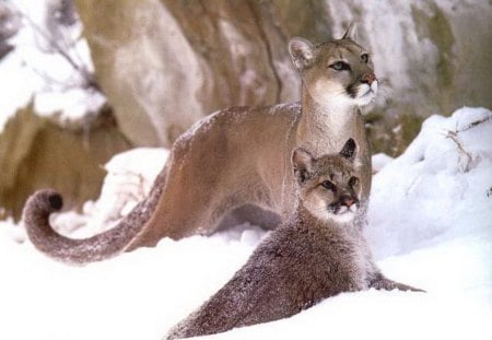 Winter hunt - cat, wild, snow, cougar, hunt