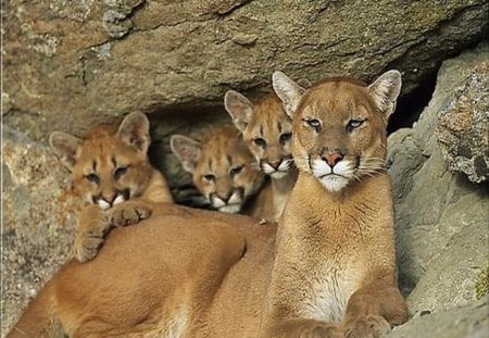 At the den - protection, trio, love, cubs, den, mother, cougar