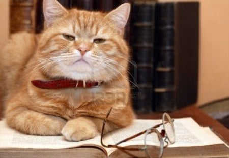 Cat with a book - cute, book, cat, glasses