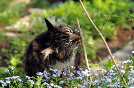 Cat - flowers, grass, green, cat