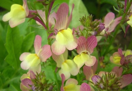 Spring flowers - leaves, yellow, trees, green