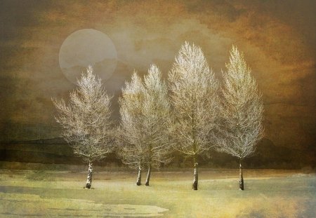 Moonlight over the trees - moon, beauty, trees, light