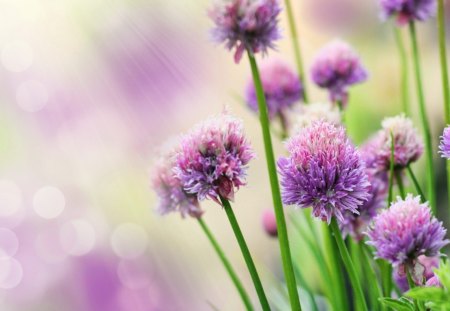 Chives In A Garden - sunlight, flowers, garden, grass, colourful