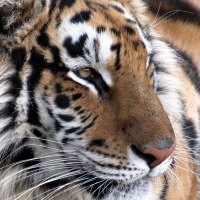Eye Of The Tiger