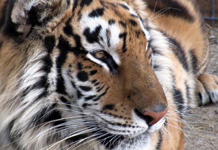 Eye Of The Tiger - siberian tiger, tiger, bengal tiger, eye of the tiger