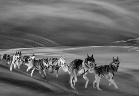 Trail - fun, wp, photography, black, trail, tour, white, nature, dogs, digital, bw, animals