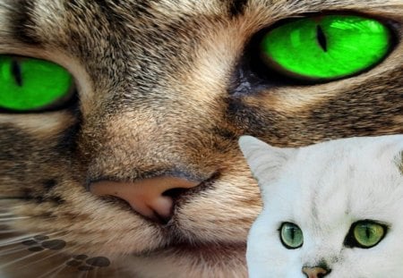 Green eyes - cute, kitten, cat, eye, ani9mal