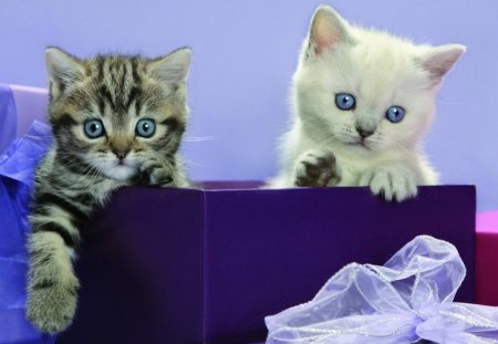 Cute kittens - cat, animal, pet, kitten