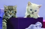 Cute kittens