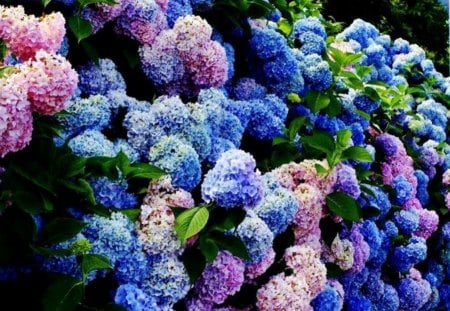 Hydrangea bush - new, image, wallpaper, color