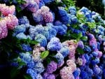 Hydrangea bush