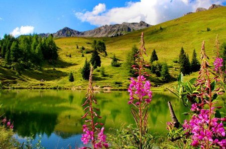 Lake flowers - nice, slope, water, greenery, clear, crystal, quiet, reflection, pretty, river, pond, lake, mountain, summer, shore, lovely, serenity, nature, caln, beautiful, pink, flowers