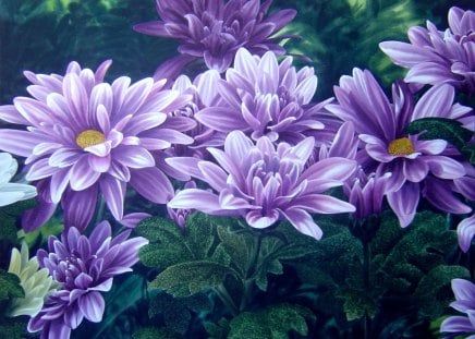 Violet flowers - new, image, wallpaper, color