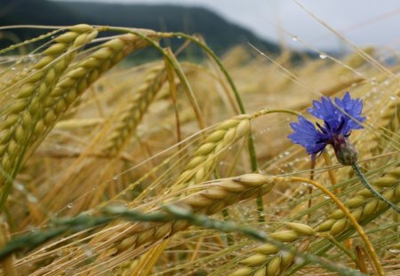 Alone - flower, nature, Wheat, blue