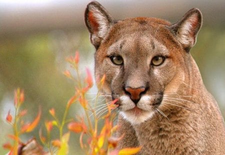 Touches of autumn - hunter, face, cougar, plant, cat