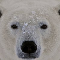 Polar Bear Up Close