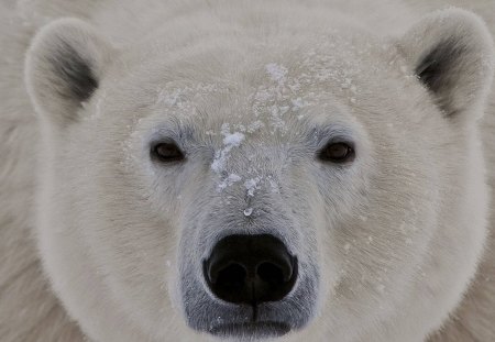 Polar Bear Up Close - polar bear up close, bear, kodiak, alaska, polar bear