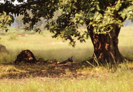 Shade - shade, tree, light, sun