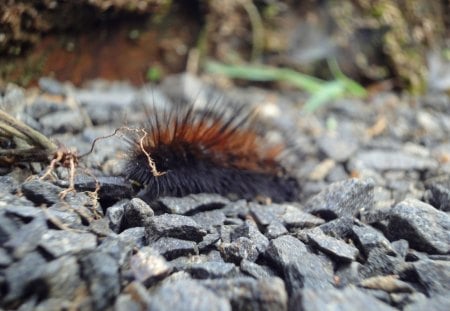 Cutie Crawly - caterpillar, worm, creepy, crawl