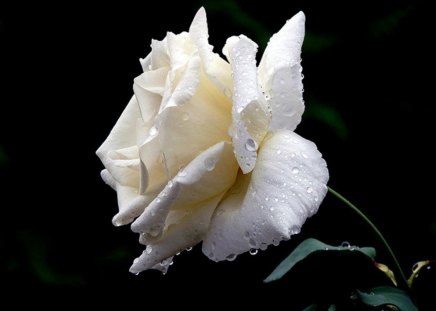 White rose - new, image, wallpaper, color