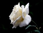 White rose