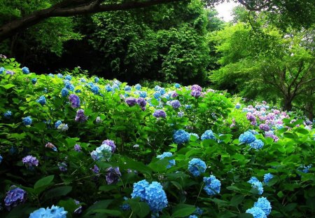 Flower garden - bush, trees, flower, leaves