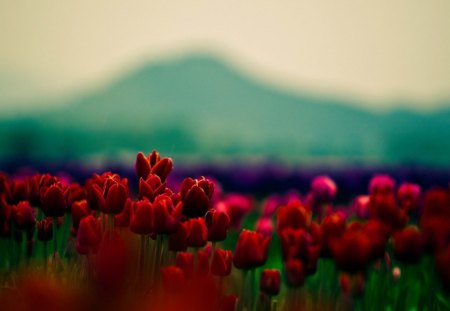 Tulips - bokeh, tulips, flower, fields