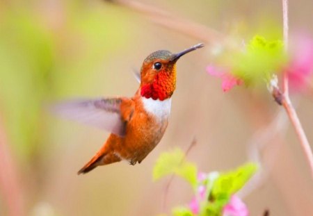 High speed - bird, black, white, red, wings, hummingbird