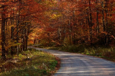 Autumn Forest Road - autumn, trees, day, road, nature, forest, orange, green, leaves, colors, grass