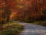 Autumn Forest Road