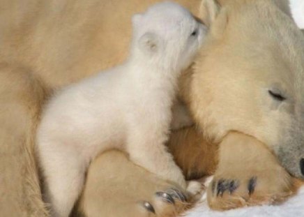 I Love You Mommy - bears, cub, animals, polar bears