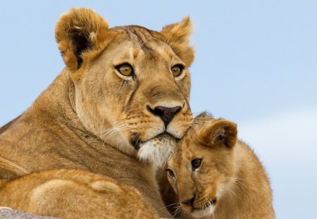 Lions family - the lioness, l love, small, materna