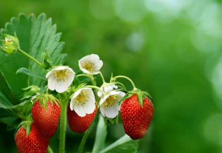 Strawberries - leaves, flowers, strawberries, fruits