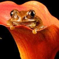 Flower - frog