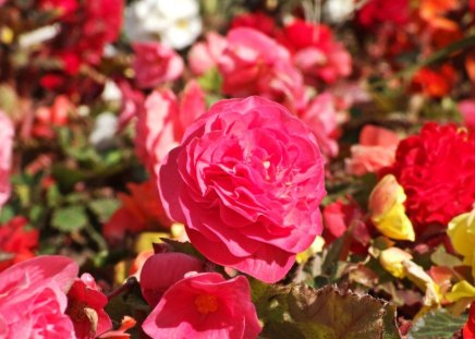 Field of Roses. - brown, flowers, yellow, red