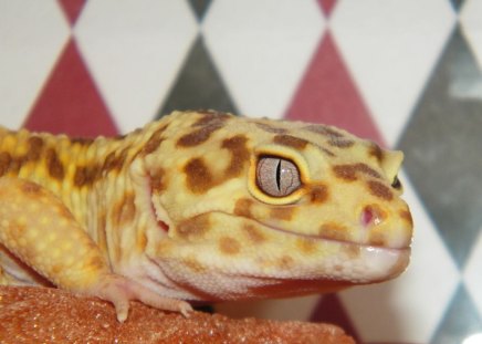 Eyes of a Gecko - Gecko, Lizard, Leopard Gecko, Kodiak, Leopard, Reptile