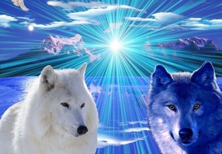 Wolves - animal, wolf, blue, wild