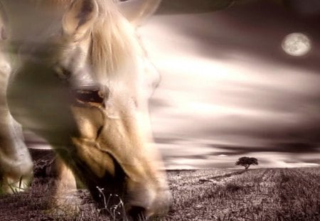 Horse - moon, animal, art, horse, sky