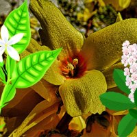 Southwest Bloom 2