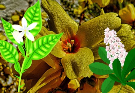 Southwest Bloom 2 - bloom, spring, flower, nature