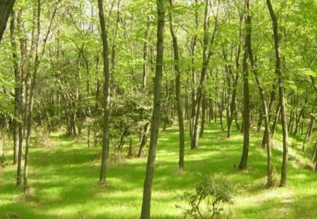 freshness of spring - spring, forest, acacia, green