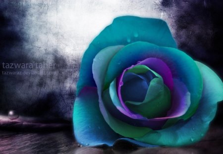 The rose - flower, nature, rose, blue