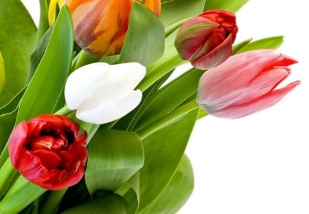 Lovely Tulips for Chloe - white, flowers, pink, red